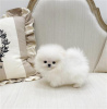 Photo №1. pomeranian - for sale in the city of Montreal | 500$ | Announcement № 103597