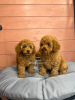 Photo №2 to announcement № 65203 for the sale of poodle (dwarf) - buy in Lithuania breeder