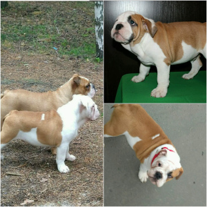 Photo №1. english bulldog - for sale in the city of Arkhangelsk | negotiated | Announcement № 2828