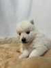 Additional photos: Pomsky puppies