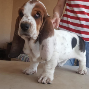 Photo №1. basset hound - for sale in the city of Moscow | 480$ | Announcement № 2151