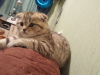 Photo №2 to announcement № 36431 for the sale of scottish fold - buy in Belarus private announcement