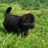 Photo №1. german shepherd - for sale in the city of Berlin | negotiated | Announcement № 123166