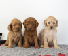 Photo №2 to announcement № 71705 for the sale of golden retriever - buy in Australia private announcement, breeder