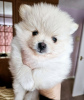 Photo №2 to announcement № 112164 for the sale of pomeranian - buy in United States 