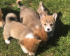 Photo №4. I will sell welsh corgi in the city of Москва.  - price - negotiated