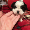 Photo №2 to announcement № 84034 for the sale of shih tzu - buy in United States private announcement