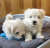 Photo №3. Cute Maltese puppies available for free adoption. Germany