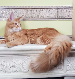 Photo №2 to announcement № 7002 for the sale of maine coon - buy in Russian Federation from nursery
