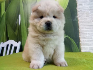 Photo №1. chow chow - for sale in the city of Минск | Negotiated | Announcement № 4562