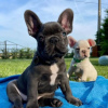 Photo №2 to announcement № 122994 for the sale of french bulldog - buy in Germany private announcement