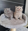 Photo №1. british shorthair - for sale in the city of Mäinnikkö | Is free | Announcement № 115777