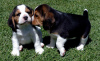 Photo №1. beagle - for sale in the city of Warsaw | 317$ | Announcement № 57370