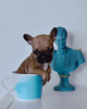 Additional photos: French Bulldog