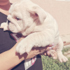 Photo №1. english bulldog - for sale in the city of Москва | 868$ | Announcement № 7655