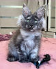 Photo №3. Maine Coon Polydactyl Girl. Russian Federation