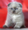 Photo №2 to announcement № 6094 for the sale of scottish fold - buy in Ukraine from nursery