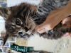 Photo №2 to announcement № 38812 for the sale of maine coon - buy in Ukraine private announcement