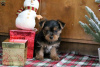 Photo №3. GORGEOUS MINIATURE YORKSHIRE TERRIER. Germany