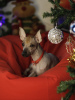 Photo №1. mexican hairless dog - for sale in the city of Kirov | 473$ | Announcement № 9160