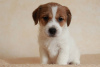 Photo №2 to announcement № 9742 for the sale of jack russell terrier - buy in Russian Federation breeder