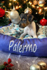 Photo №1. brazilian terrier - for sale in the city of Olsztyn | 1585$ | Announcement № 82385