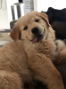 Photo №4. I will sell golden retriever in the city of Chicago. private announcement - price - 500$