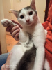 Photo №3. Affectionate Plutosh is looking for a kind family.. Russian Federation
