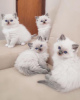 Photo №1. ragdoll - for sale in the city of Sheffield | Is free | Announcement № 103686