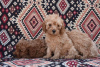 Photo №4. I will sell poodle (toy) in the city of Żabalj. breeder - price - negotiated