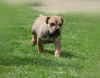 Additional photos: Boerboel (South African Mastiff) puppies