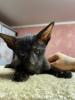 Photo №1. oriental shorthair - for sale in the city of Lipetsk | 204$ | Announcement № 8467