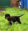 Photo №2 to announcement № 99359 for the sale of rottweiler - buy in Germany private announcement