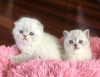 Photo №1. scottish fold - for sale in the city of Bátonyterenye | 370$ | Announcement № 123045