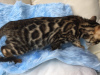 Photo №2 to announcement № 107607 for the sale of bengal cat - buy in Germany private announcement