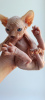 Photo №4. I will sell elf in the city of Neftekamsk. from nursery - price - negotiated