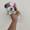 Photo №2 to announcement № 42827 for the sale of shih tzu - buy in United States breeder