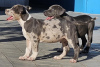 Additional photos: American Bully XL