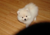 Photo №1. pomeranian - for sale in the city of Хинвиль | negotiated | Announcement № 93360