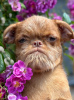 Photo №4. I will sell brussels griffon in the city of Belgrade. breeder - price - negotiated