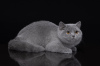 Photo №2 to announcement № 115056 for the sale of british shorthair - buy in Russian Federation private announcement