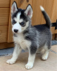 Photo №2 to announcement № 96960 for the sale of siberian husky - buy in Finland private announcement