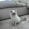 Photo №2 to announcement № 89863 for the sale of siberian cat - buy in Australia 