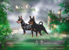 Photo №1. miniature pinscher - for sale in the city of Tallinn | 951$ | Announcement № 57906