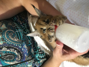 Photo №2 to announcement № 3170 for the sale of caracal - buy in Russian Federation breeder