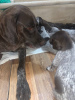 Photo №2 to announcement № 20323 for the sale of german shorthaired pointer - buy in Russian Federation private announcement