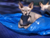 Photo №4. I will sell sphynx-katze in the city of Zürich. private announcement - price - negotiated