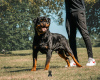 Additional photos: Kennel Club Registered beautiful Rottweiler Puppies