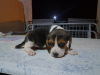 Photo №1. beagle - for sale in the city of Nemenikuće | negotiated | Announcement № 73026