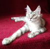 Photo №1. maine coon - for sale in the city of Barnaul | negotiated | Announcement № 43452
